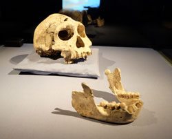 Dieser Fund aus Dmanisi (Georgien, Kaukasus) zählt zu den ältesten Funden menschlicher Existenz außerhalb Afrikas. © massow-picture