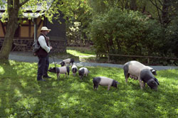 „Schweinewelten“ heißt die Dauerausstellung rund um Mensch und Borstentier, die ab dem 5. Juni im Schweinestall aus Oberkalbach zu sehen ist. Foto: Manfred Ruckszio