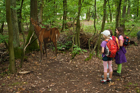 Kinder auf dem Walderlebnispfad. Bild: Licher / Rolf K. Wegst