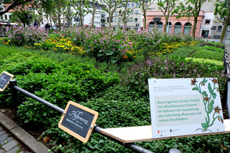 Der neue Kräutergarten, um die Blumenanlagen herumgeführt, am Liebfrauenplatz vor dem Gutenberg-Museum ist Teil der Ausstellung  „Vom  ‚Gart der Gesundheit‘  bis zu den Kräuterhexen“. Er ist frei zugänglich. © massow-picture