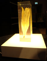Der Pokal besteht aus einer in Kunstharz gegossenen weißen frischen geschlossenen Lilienblüte der Künstlerin Katja von Ruville. © massow-picture 