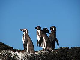 Gruppe Humboldt Pinguine Foto: Stefan Görlitz © Frankfurter Zoo