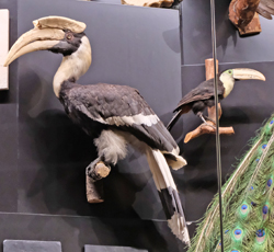 Der Doppelhornvogel gilt in Südostasien als Gärtner des Waldes, da er im Umkreis bis zu 10 km Samen fallen lässt. Foto: Diether v. Goddenthow