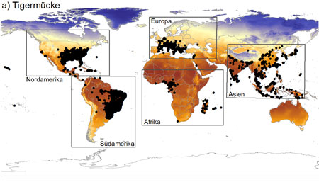 Abb. 1: Weltweite Verbreitung der beiden invasiven Stechmückenarten, hier der Asiatischen Tigermücke (Aedes albopictus) und betrachtete Gebiete. Foto von Dorian D. Dörge (Goethe-Universität)