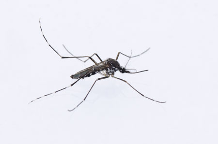 Habitus eines Weibchens der Asiatischen Tigermücke (Aedes albopictus) Foto: Dorian D. Dörge (Goethe-Universität)