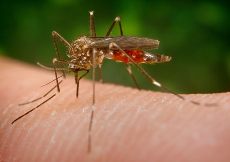 Asiatische Buschmücke Aedes japonicus  nach einer Blutmahlzeit,  © Foto: James Gathany/CDC