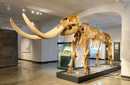 Mammut "Heiner" im HLMD  © Foto: Diether v Goddenthow