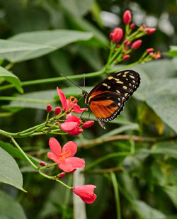 Falter im Blüten- und Schmetterlingshaus (BSH) © Palmengarten, Foto: Tom Wolf