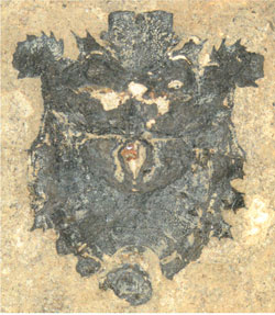 Neuentdeckung aus der Grube Messel: Die fossile Stinkwanze Eospinosus peterkulkai. Foto: Senckenberg