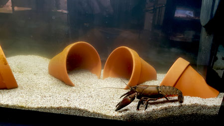 Die Naturvielfalt im undam Wasser kann auch in Aquarien, Fotografien und Modellen erforscht werden. Hier ein Flusskrebs in einem Aquarium. © Foto: Heike v. Goddenthow
