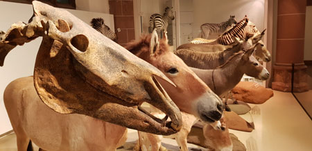 Eine bedeutende Sammlung zur Entwicklung der Pferde vom Urpferd bis heute zeigt das Naturhistorische Museum Mainz.  © Foto Diether v. Goddenthow 