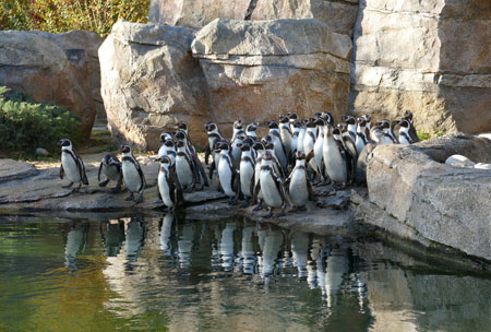 Kolonie der Humboldt Pinguine im Frankfurter Zoo © Frankfurter Zoo