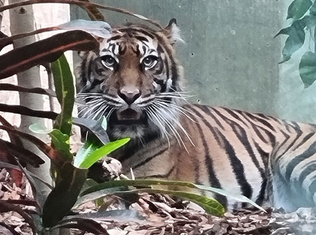 Tigerin Cinta, © Zoo Frankfurt.