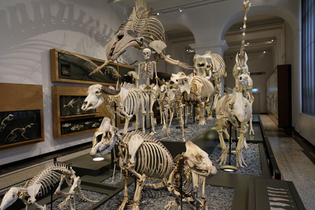Impression aus der naturhistorischen Abteilung  im Landesmuseum Darmstadt . © Foto Diether von Goddenthow