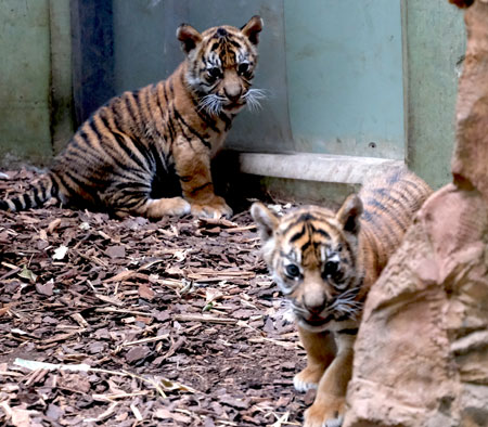 Noch sind die beiden Tigerjungen recht scheu. © Foto Diether von Goddenthow