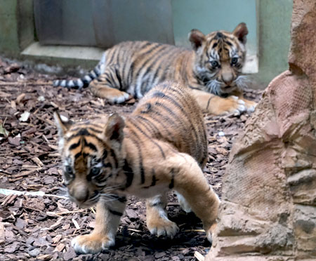 Am Mittwoch, 16. August, haben die beiden Sumatra-Jungtiger im Frankfurter Zoo ihre Impfung bekommen. Zudem wurden ihre  Geschlechter bestimmt. Zwei Tigermännchen.  © Foto Diether von Goddenthow