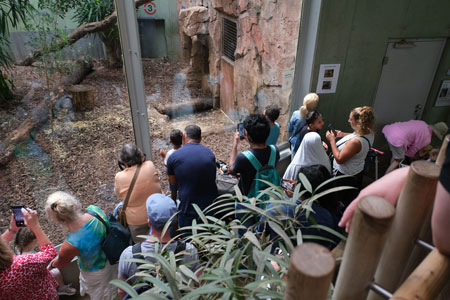 Die beiden Tigerjungen sind im Frankfurter Zoo zum regelrechten Publikumsmagneten geworden. © Foto Diether von Goddenthow