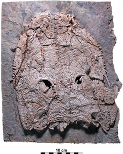 Der 2018 gefundene Schädel von Stenokranio. Urweltmuseum GEOSKOP, Thallichtenberg